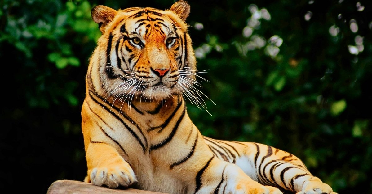 PM Modi greets wildlife enthusiasts on Global Tiger Day 2026