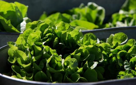 Organic lettuce displayed at a market in Falls Church, Virginia