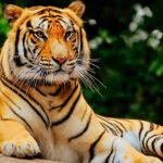 PM Modi greets wildlife enthusiasts on Global Tiger Day 2026