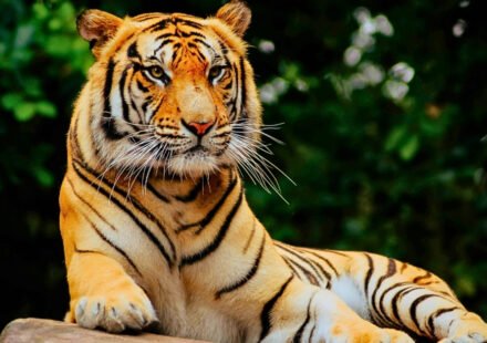 PM Modi greets wildlife enthusiasts on Global Tiger Day 2026