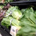 Lettuce sales decline in US amid cyclosporiasis outbreak fears