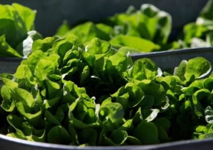 Organic lettuce displayed at a market in Falls Church, Virginia