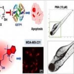 RK-251 smart cancer drug developed by Indian scientists to target tumour cells