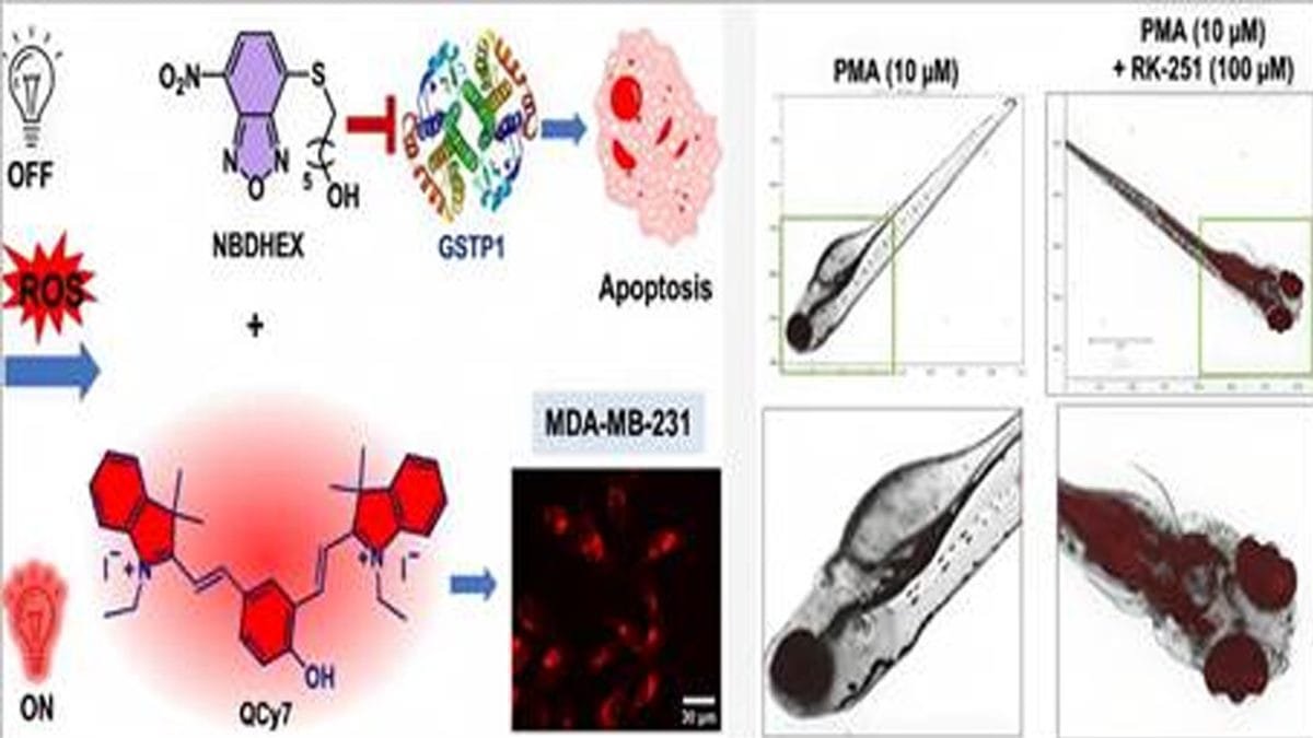 RK-251 smart cancer drug developed by Indian scientists to target tumour cells